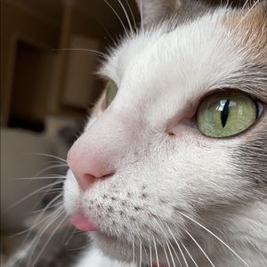 Meet your Posher, Sophie